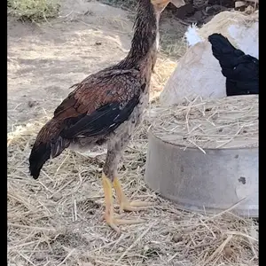 Чучахои дакан, Норак