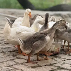 Гоз, Худжанд