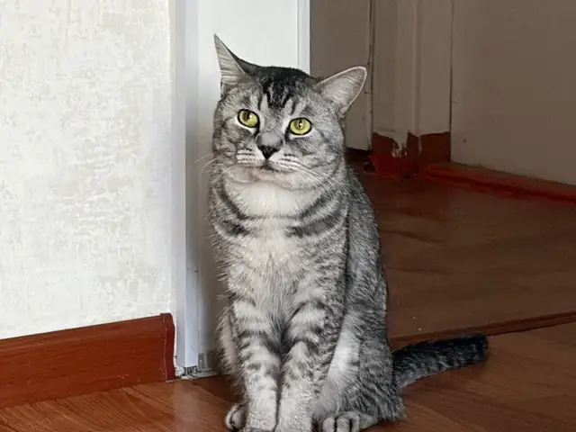Кот даром, Душанбе
