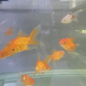 Золотые крупные, Душанбе