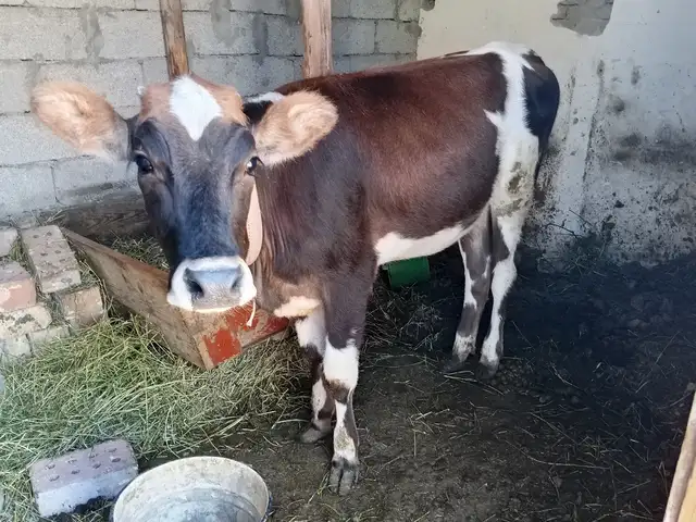 Гусола, Конибодом