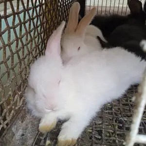 Харгушча, Душанбе