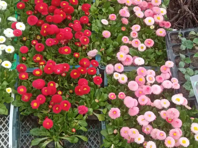 Маргаритки, Душанбе