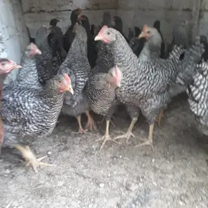 Чучаи доминант, Гиссар