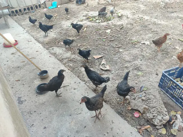Мург, Душанбе