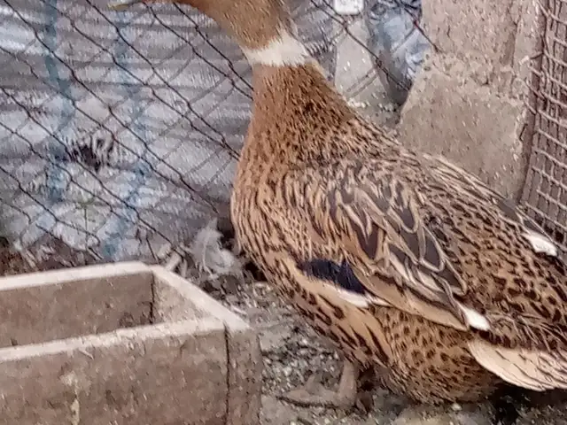 МУРГОБИ, Гиссар