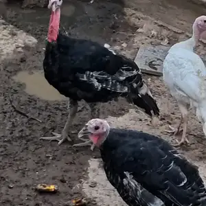 Индюк, Нурек