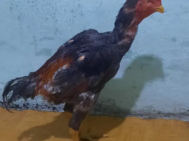Дакан пепел, Душанбе
