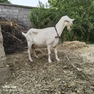 Буз, Канибадам