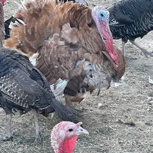 Индюк, Душанбе