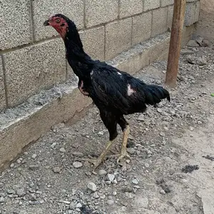 Дакан модкияон, Душанбе