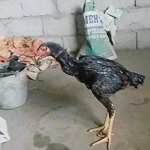 Дакан, Бохтар (Курган-Тюбе)