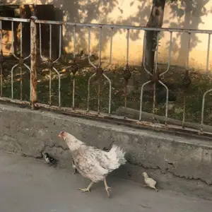Мурғ бо чуҷаш, Душанбе