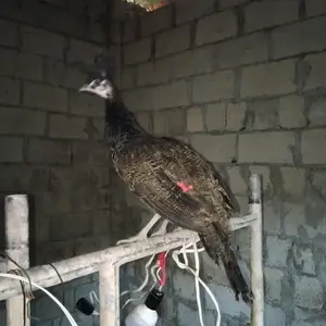 Товус, Душанбе