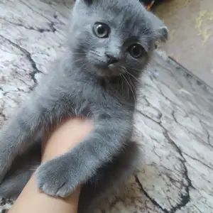 Шотландский вислоухий котенок, Худжанд