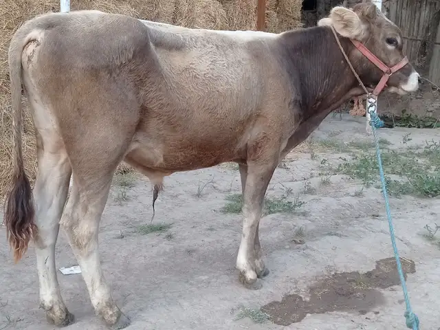 Букача, Бохтар (Курган-Тюбе)