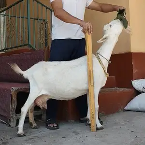 Бузи ширдор, Худжанд