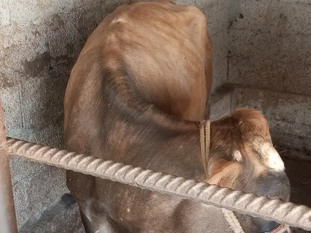 Гов, Бохтар (Курган-Тюбе)