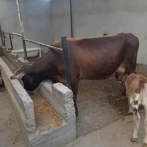 Гови оча бача швед, Худжанд