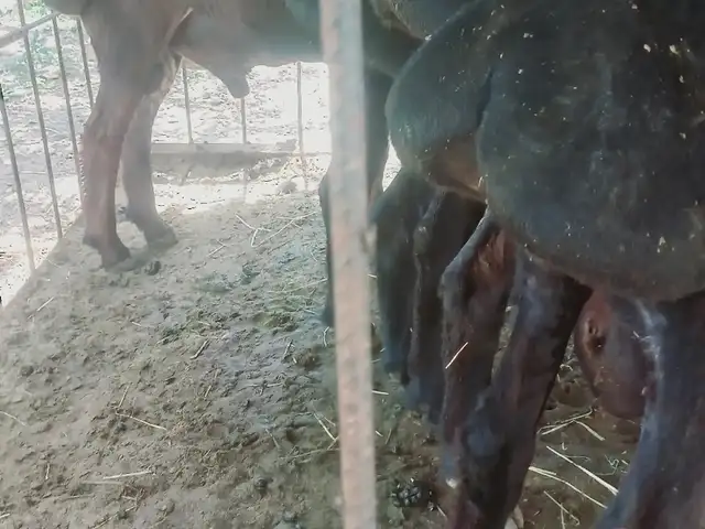 Кушқорои ҳисори, Ҳисор