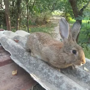 Кролики, Душанбе