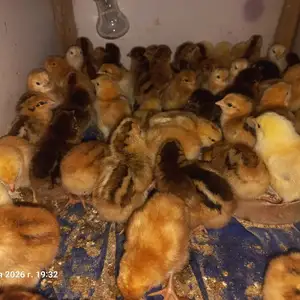 Чучаи Ломан браун, Данғара
