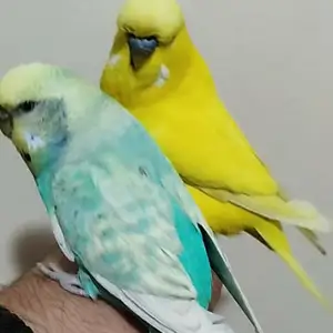 Домашний Попугай, Душанбе