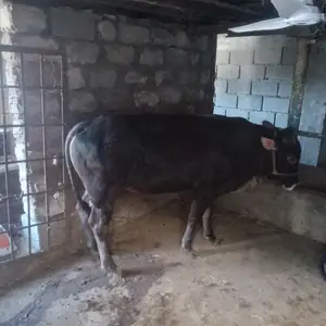 Буқа, Бободжон Гафуров