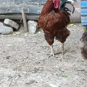 Хуруз петух, Деваштич (Ганчи)
