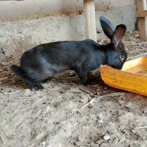 Харгуш, Турсунзаде