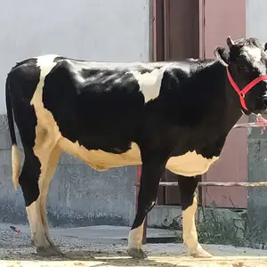 Гуночин, Худжанд