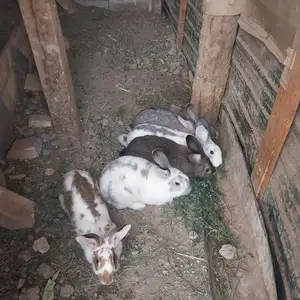 Заргуш, Душанбе