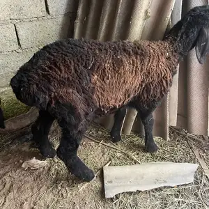 Бузича, Душанбе