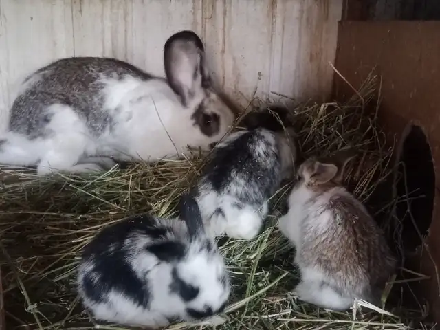 Харгуш, Душанбе