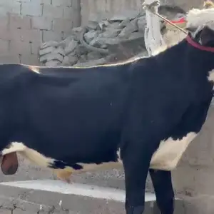 Бука белагалоф, Душанбе
