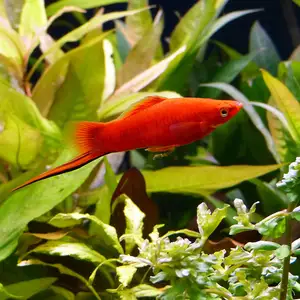 Рыбка Xiphophorus, Душанбе