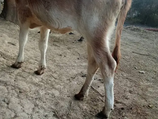 Гуночин, Турсунзаде