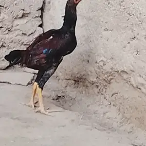 Чучаи дакан, Вахдат