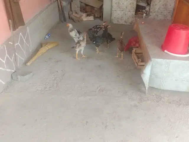 Дакан чуча, Хуҷанд