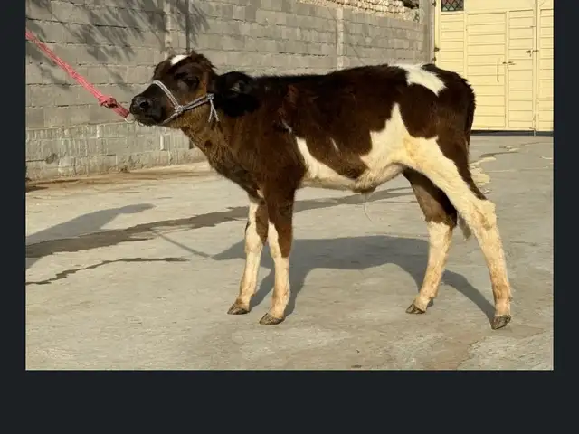 Мол, Кӯшониён (Бохтар)