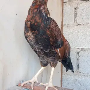 Хурус, Хуҷанд