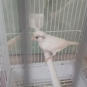 Канарейка, Душанбе