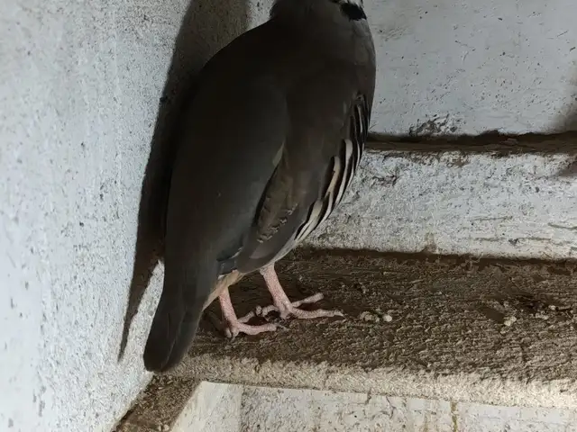 Кабг, Душанбе