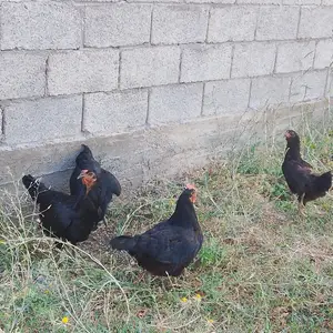Мурги сиёҳ, Шахринав