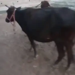 Гов, Рудаки