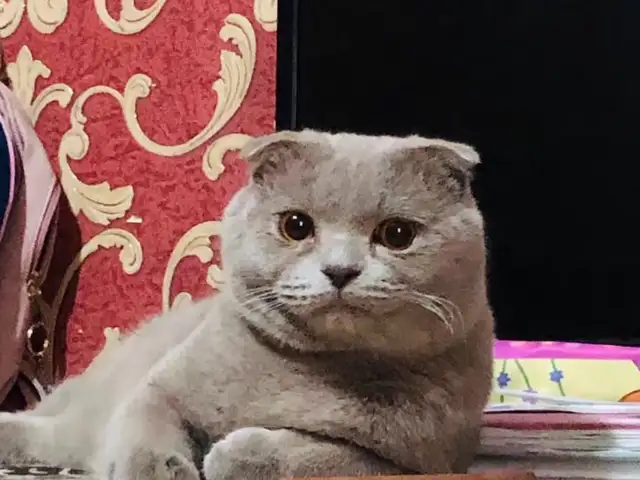 Британский вислоухий кот, Душанбе