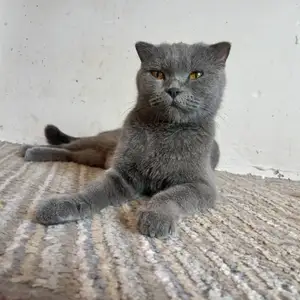 Шотландская кошка, Душанбе