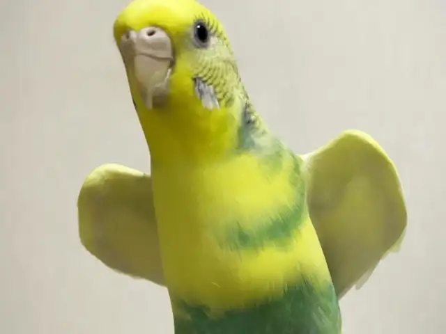 Попугай бакинский, Душанбе