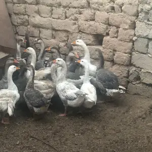Қозхо, Восе