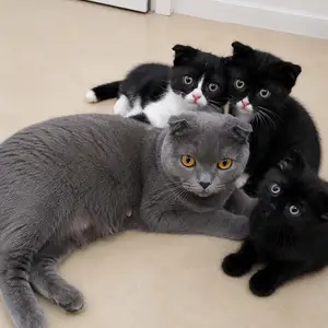 Кошка и котята Шотландские, Душанбе